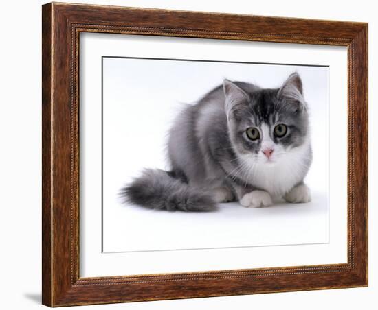 Domestic Cat, 5-Month Silver Bicolour Chinchilla-Cross-Jane Burton-Framed Photographic Print