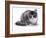 Domestic Cat, 5-Month Silver Bicolour Chinchilla-Cross-Jane Burton-Framed Photographic Print