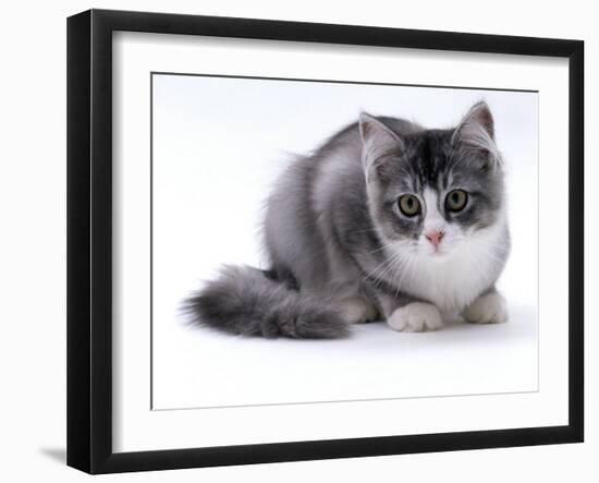 Domestic Cat, 5-Month Silver Bicolour Chinchilla-Cross-Jane Burton-Framed Photographic Print