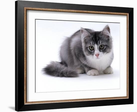 Domestic Cat, 5-Month Silver Bicolour Chinchilla-Cross-Jane Burton-Framed Photographic Print