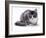 Domestic Cat, 5-Month Silver Bicolour Chinchilla-Cross-Jane Burton-Framed Photographic Print