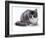 Domestic Cat, 5-Month Silver Bicolour Chinchilla-Cross-Jane Burton-Framed Photographic Print