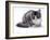 Domestic Cat, 5-Month Silver Bicolour Chinchilla-Cross-Jane Burton-Framed Photographic Print
