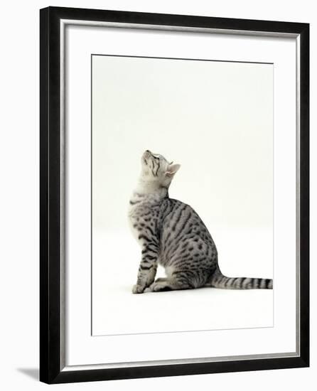 Domestic Cat, 5-Month Silver Spotted Shorthair Male, Sitting Looking Up, Back Hunched-Jane Burton-Framed Photographic Print