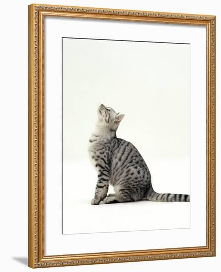 Domestic Cat, 5-Month Silver Spotted Shorthair Male, Sitting Looking Up, Back Hunched-Jane Burton-Framed Photographic Print