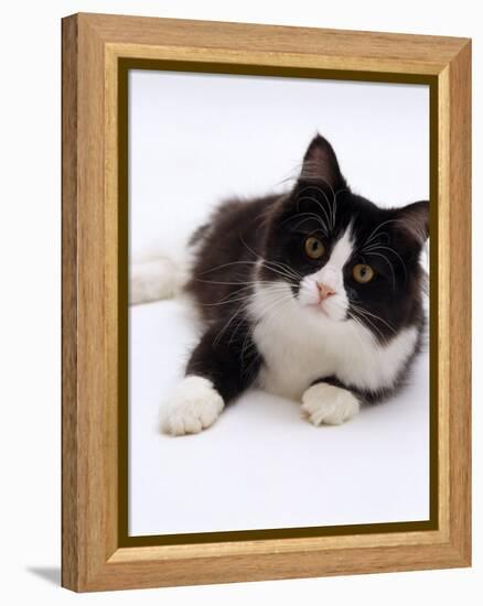 Domestic Cat, 6-Month, Black-And-White Semi-Longhaired Female Cat Lying on Floor-Jane Burton-Framed Premier Image Canvas