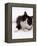 Domestic Cat, 6-Month, Black-And-White Semi-Longhaired Female Cat Lying on Floor-Jane Burton-Framed Premier Image Canvas