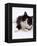 Domestic Cat, 6-Month, Black-And-White Semi-Longhaired Female Cat Lying on Floor-Jane Burton-Framed Premier Image Canvas