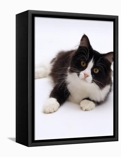 Domestic Cat, 6-Month, Black-And-White Semi-Longhaired Female Cat Lying on Floor-Jane Burton-Framed Premier Image Canvas