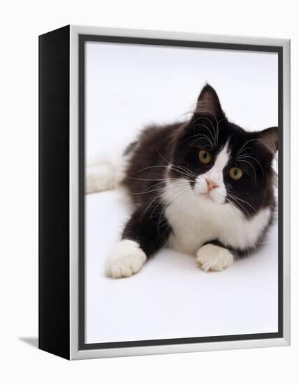 Domestic Cat, 6-Month, Black-And-White Semi-Longhaired Female Cat Lying on Floor-Jane Burton-Framed Premier Image Canvas