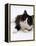 Domestic Cat, 6-Month, Black-And-White Semi-Longhaired Female Cat Lying on Floor-Jane Burton-Framed Premier Image Canvas