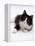 Domestic Cat, 6-Month, Black-And-White Semi-Longhaired Female Cat Lying on Floor-Jane Burton-Framed Premier Image Canvas