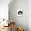 Domestic Cat, 6-Month, Black-And-White Semi-Longhaired Female Cat Lying on Floor-Jane Burton-Photographic Print displayed on a wall