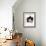 Domestic Cat, 6-Month, Black-And-White Semi-Longhaired Female Cat Lying on Floor-Jane Burton-Framed Photographic Print displayed on a wall