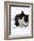 Domestic Cat, 6-Month, Black-And-White Semi-Longhaired Female Cat Lying on Floor-Jane Burton-Framed Photographic Print