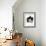 Domestic Cat, 6-Month, Black-And-White Semi-Longhaired Female Cat Lying on Floor-Jane Burton-Framed Photographic Print displayed on a wall