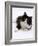 Domestic Cat, 6-Month, Black-And-White Semi-Longhaired Female Cat Lying on Floor-Jane Burton-Framed Photographic Print
