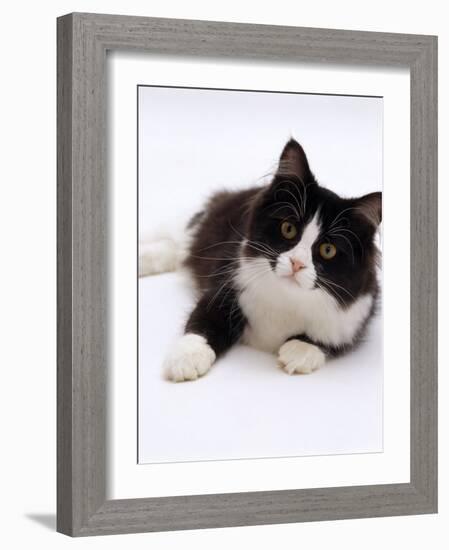 Domestic Cat, 6-Month, Black-And-White Semi-Longhaired Female Cat Lying on Floor-Jane Burton-Framed Photographic Print