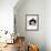 Domestic Cat, 6-Month, Black-And-White Semi-Longhaired Female Cat Lying on Floor-Jane Burton-Framed Photographic Print displayed on a wall