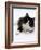 Domestic Cat, 6-Month, Black-And-White Semi-Longhaired Female Cat Lying on Floor-Jane Burton-Framed Photographic Print