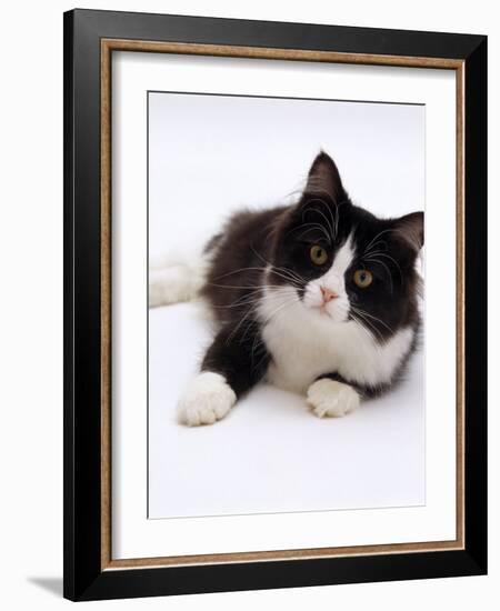 Domestic Cat, 6-Month, Black-And-White Semi-Longhaired Female Cat Lying on Floor-Jane Burton-Framed Photographic Print