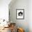 Domestic Cat, 6-Month, Black-And-White Semi-Longhaired Female Cat Lying on Floor-Jane Burton-Framed Photographic Print displayed on a wall