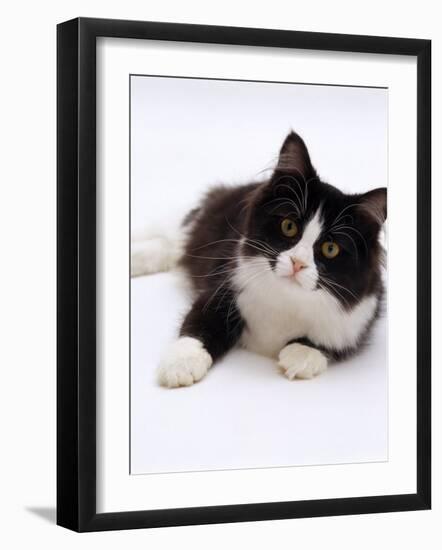 Domestic Cat, 6-Month, Black-And-White Semi-Longhaired Female Cat Lying on Floor-Jane Burton-Framed Photographic Print