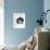 Domestic Cat, 6-Month, Black-And-White Semi-Longhaired Female Cat Lying on Floor-Jane Burton-Framed Photographic Print displayed on a wall