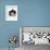 Domestic Cat, 6-Month, Black-And-White Semi-Longhaired Female Cat Lying on Floor-Jane Burton-Framed Photographic Print displayed on a wall