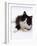 Domestic Cat, 6-Month, Black-And-White Semi-Longhaired Female Cat Lying on Floor-Jane Burton-Framed Photographic Print