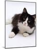 Domestic Cat, 6-Month, Black-And-White Semi-Longhaired Female Cat Lying on Floor-Jane Burton-Mounted Photographic Print