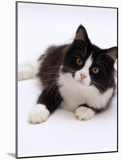 Domestic Cat, 6-Month, Black-And-White Semi-Longhaired Female Cat Lying on Floor-Jane Burton-Mounted Photographic Print