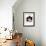 Domestic Cat, 6-Month, Black-And-White Semi-Longhaired Female Cat Lying on Floor-Jane Burton-Framed Photographic Print displayed on a wall