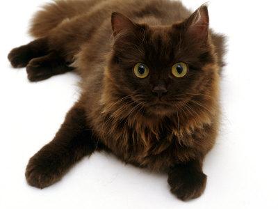 chocolate persian cat