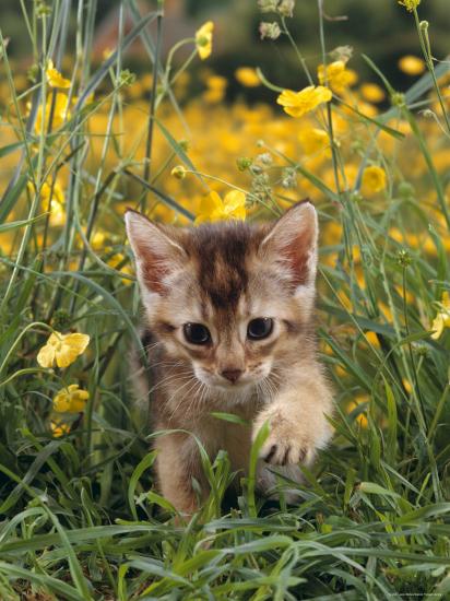 'Domestic Cat, 6-Week, Abyssinian Kitten Walking in Grass with