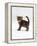 Domestic Cat, 6-Week Tabby Chinchilla Crossed with British Shorthair Kitten-Jane Burton-Framed Premier Image Canvas