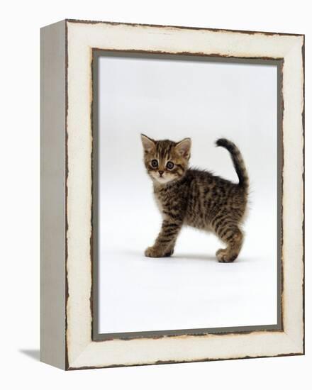 Domestic Cat, 6-Week Tabby Chinchilla Crossed with British Shorthair Kitten-Jane Burton-Framed Premier Image Canvas