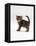 Domestic Cat, 6-Week Tabby Chinchilla Crossed with British Shorthair Kitten-Jane Burton-Framed Premier Image Canvas