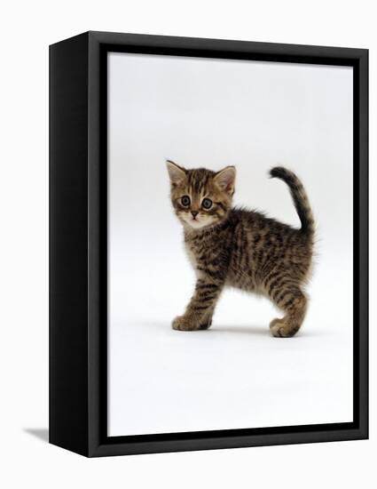 Domestic Cat, 6-Week Tabby Chinchilla Crossed with British Shorthair Kitten-Jane Burton-Framed Premier Image Canvas