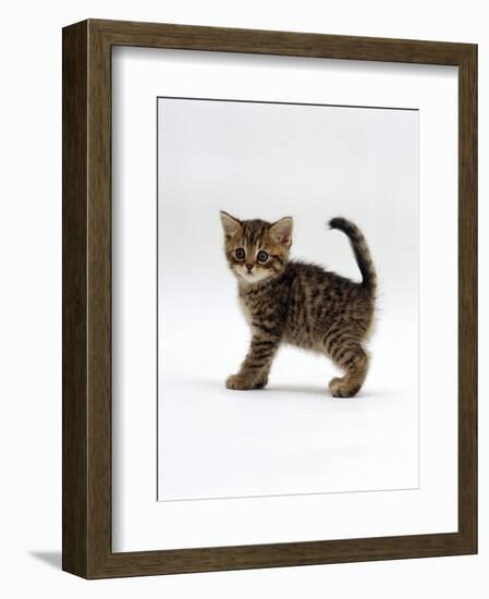 Domestic Cat, 6-Week Tabby Chinchilla Crossed with British Shorthair Kitten-Jane Burton-Framed Premium Photographic Print