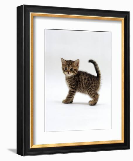 Domestic Cat, 6-Week Tabby Chinchilla Crossed with British Shorthair Kitten-Jane Burton-Framed Premium Photographic Print