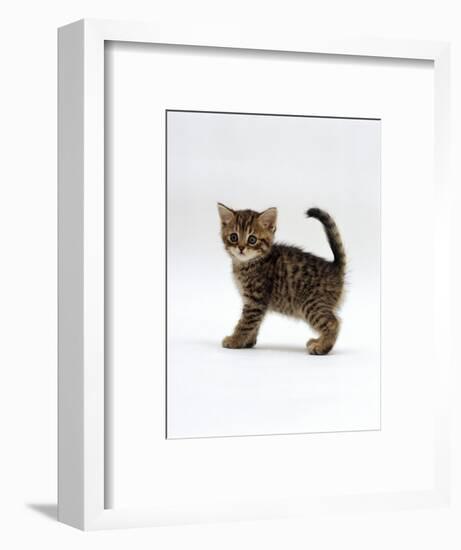 Domestic Cat, 6-Week Tabby Chinchilla Crossed with British Shorthair Kitten-Jane Burton-Framed Premium Photographic Print