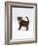 Domestic Cat, 6-Week Tabby Chinchilla Crossed with British Shorthair Kitten-Jane Burton-Framed Photographic Print