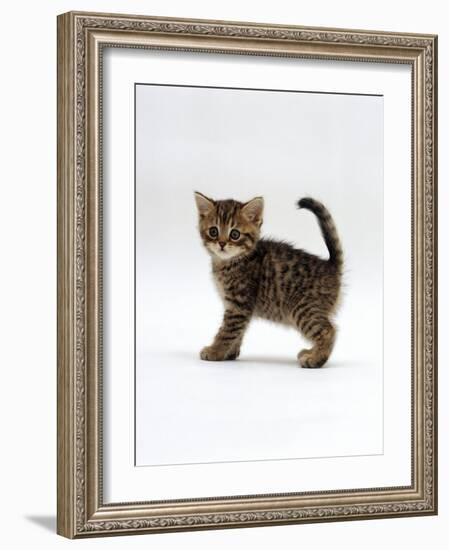 Domestic Cat, 6-Week Tabby Chinchilla Crossed with British Shorthair Kitten-Jane Burton-Framed Photographic Print