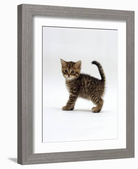 Domestic Cat, 6-Week Tabby Chinchilla Crossed with British Shorthair Kitten-Jane Burton-Framed Photographic Print