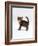 Domestic Cat, 6-Week Tabby Chinchilla Crossed with British Shorthair Kitten-Jane Burton-Framed Photographic Print