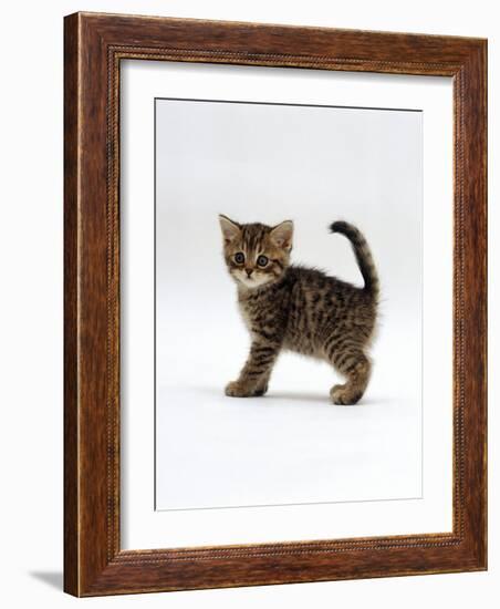 Domestic Cat, 6-Week Tabby Chinchilla Crossed with British Shorthair Kitten-Jane Burton-Framed Photographic Print