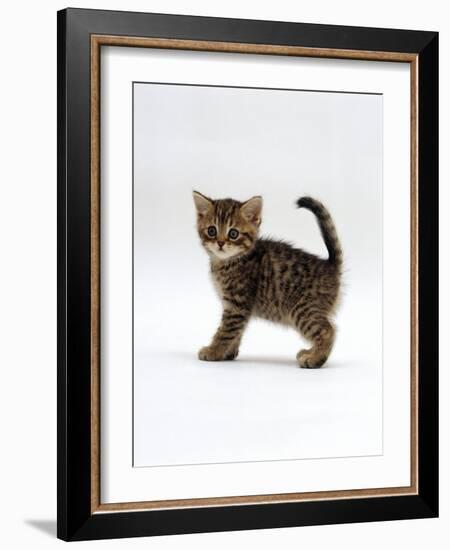 Domestic Cat, 6-Week Tabby Chinchilla Crossed with British Shorthair Kitten-Jane Burton-Framed Photographic Print