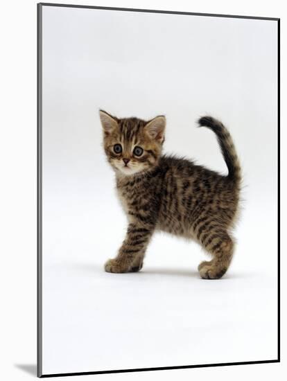 Domestic Cat, 6-Week Tabby Chinchilla Crossed with British Shorthair Kitten-Jane Burton-Mounted Photographic Print