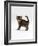 Domestic Cat, 6-Week Tabby Chinchilla Crossed with British Shorthair Kitten-Jane Burton-Framed Photographic Print